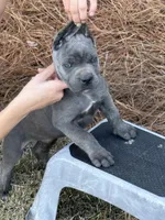 AKC Blue brindle , a female Cane Corso for sale in Broxton, GA – Photo 1 of 6