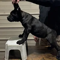 AKC Blk brindle girl, a female Cane Corso for sale in Broxton, GA – Photo 6 of 6