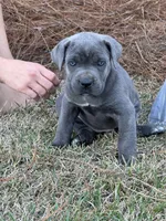 AKC Blue brindle , a female Cane Corso for sale in Broxton, GA – Photo 3 of 6