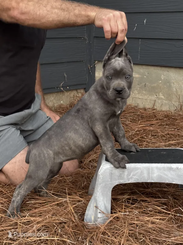 AKC Blue brindle  – Cane Corso puppy for sale in Broxton, GA