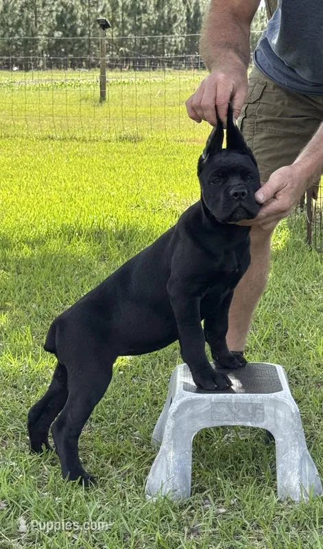 AKC Black girl – Cane Corso puppy for sale in Broxton, GA