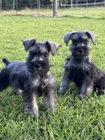 Daisy, a female Miniature Schnauzer for sale in Broxton, GA – 2 of 2