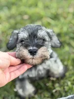Boomer, a male Miniature Schnauzer for sale in Broxton, GA – 3 of 5