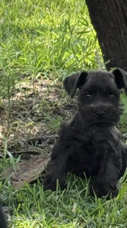 Tilley  – Miniature Schnauzer puppy for sale in Broxton, GA