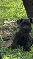 Tilley , a female Miniature Schnauzer for sale in Broxton, GA – 1 of 5