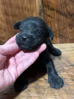 Black female, a female Miniature Schnauzer for sale in Broxton, GA – 2 of 2