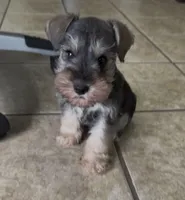 Dexter, a male Miniature Schnauzer for sale in Broxton, GA – Photo 1 of 5