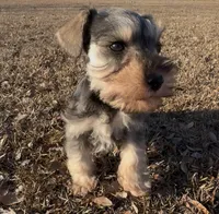 Dexter, a male Miniature Schnauzer for sale in Broxton, GA – Photo 5 of 5