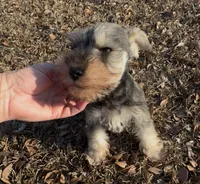 Dexter, a male Miniature Schnauzer for sale in Broxton, GA – Photo 3 of 5