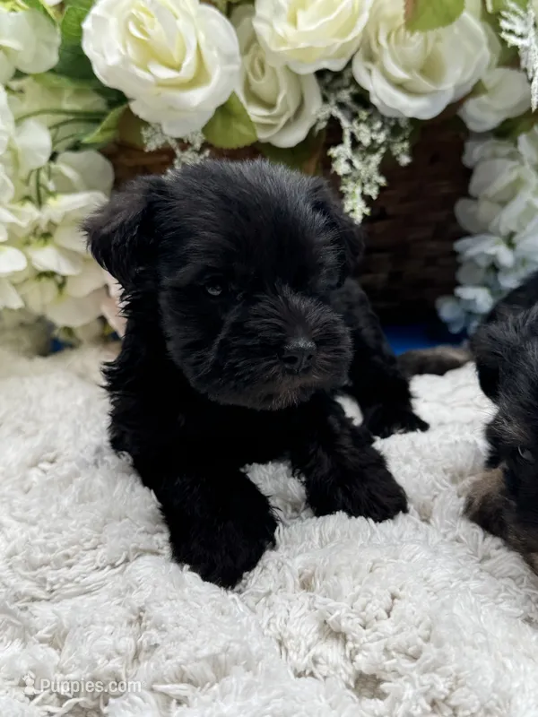 Raven – Miniature Schnauzer puppy for sale in Broxton, GA