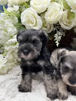 Paisley, a female Miniature Schnauzer for sale in Broxton, GA – 6 of 6