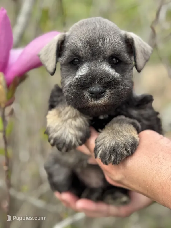 Buddy – Miniature Schnauzer puppy for sale in Broxton, GA