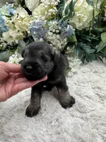 Buddy, a male Miniature Schnauzer for sale in Broxton, GA – Photo 2 of 3