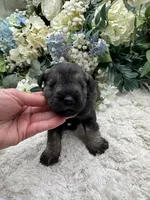 Buddy, a male Miniature Schnauzer for sale in Broxton, GA – Photo 1 of 3