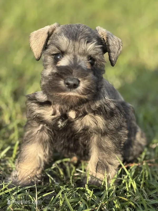 Buddy – Miniature Schnauzer puppy on hold in Broxton, GA