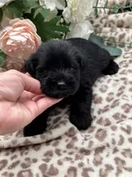 Raven, a female Miniature Schnauzer for sale in Broxton, GA – 2 of 6