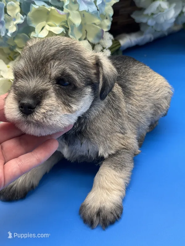 Billy  – Miniature Schnauzer puppy for sale in Broxton, GA