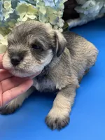 Billy , a male Miniature Schnauzer for sale in Broxton, GA – 1 of 6