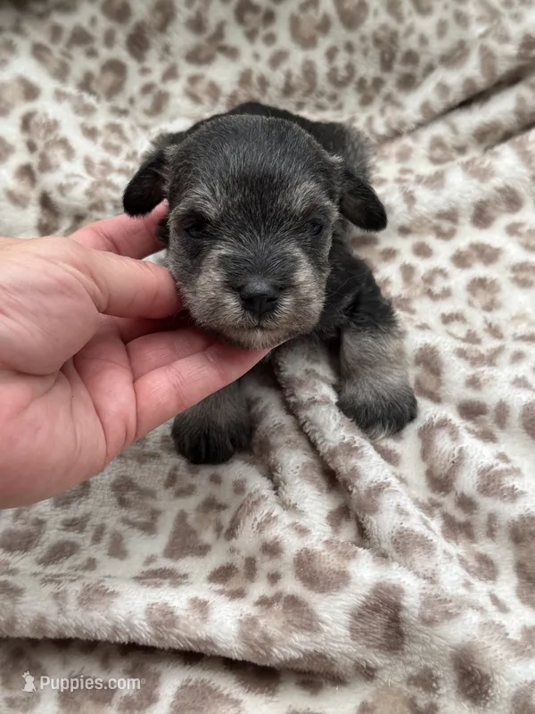 Tiny Tim – Miniature Schnauzer puppy for sale in Broxton, GA