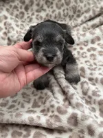 Tiny Tim, a male Miniature Schnauzer for sale in Broxton, GA – 1 of 3