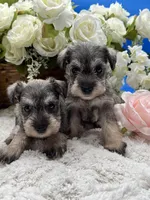 Princess , a female Miniature Schnauzer for sale in Broxton, GA – 4 of 6