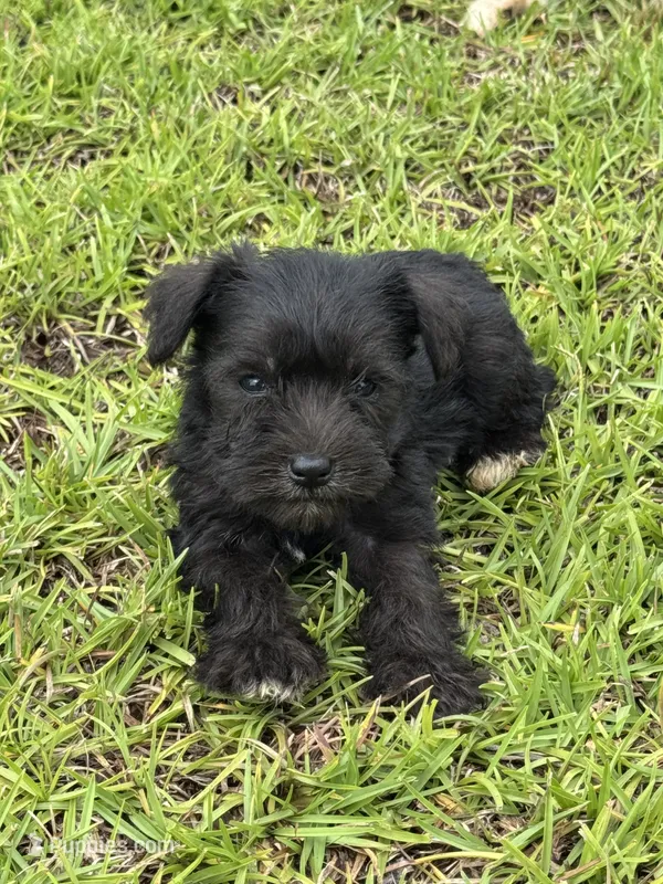 Black female – Miniature Schnauzer puppy for sale in Broxton, GA