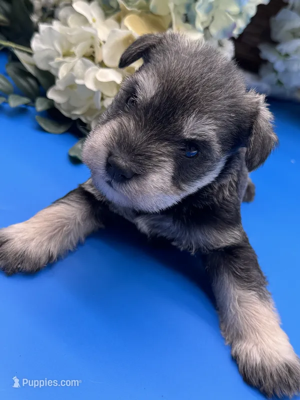 Parker – Miniature Schnauzer puppy for sale in Broxton, GA