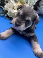Parker, a male Miniature Schnauzer for sale in Broxton, GA – 1 of 3