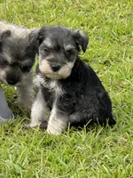 Paisley, a female Miniature Schnauzer for sale in Broxton, GA – 2 of 6