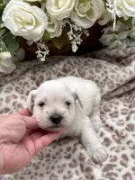 White male, a male Miniature Schnauzer for sale in Broxton, GA – 1 of 2