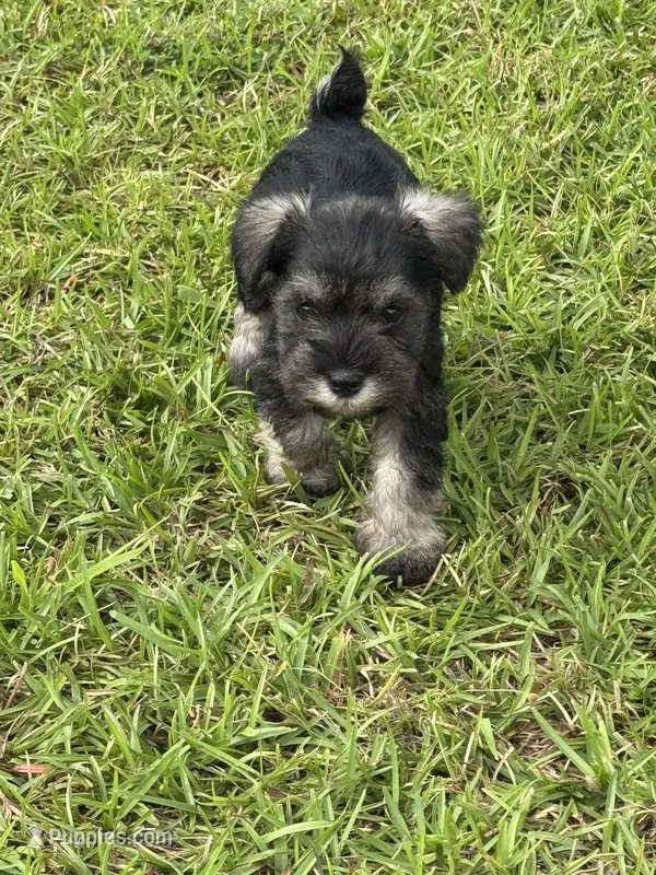 Miley – Miniature Schnauzer puppy for sale in Broxton, GA