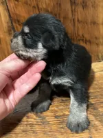 Blk/slv male, a male Miniature Schnauzer for sale in Broxton, GA – 3 of 3