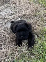 Remy, a male Miniature Schnauzer for sale in Broxton, GA – 2 of 4