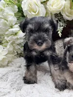 Paisley, a female Miniature Schnauzer for sale in Broxton, GA – 3 of 6