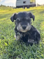 Timmy, a male Miniature Schnauzer for sale in Broxton, GA – 5 of 10