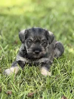 Brody, a male Miniature Schnauzer for sale in Broxton, GA – 5 of 5