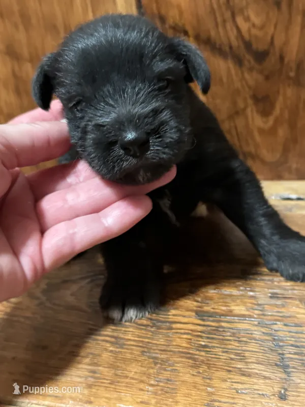 Stella – Miniature Schnauzer puppy for sale in Broxton, GA