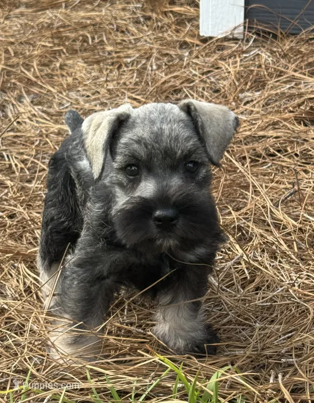 Parker – Miniature Schnauzer puppy for sale in Broxton, GA