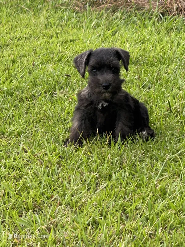 Black female – Miniature Schnauzer puppy for sale in Broxton, GA