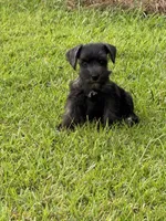 Black female, a female Miniature Schnauzer for sale in Broxton, GA – 1 of 6