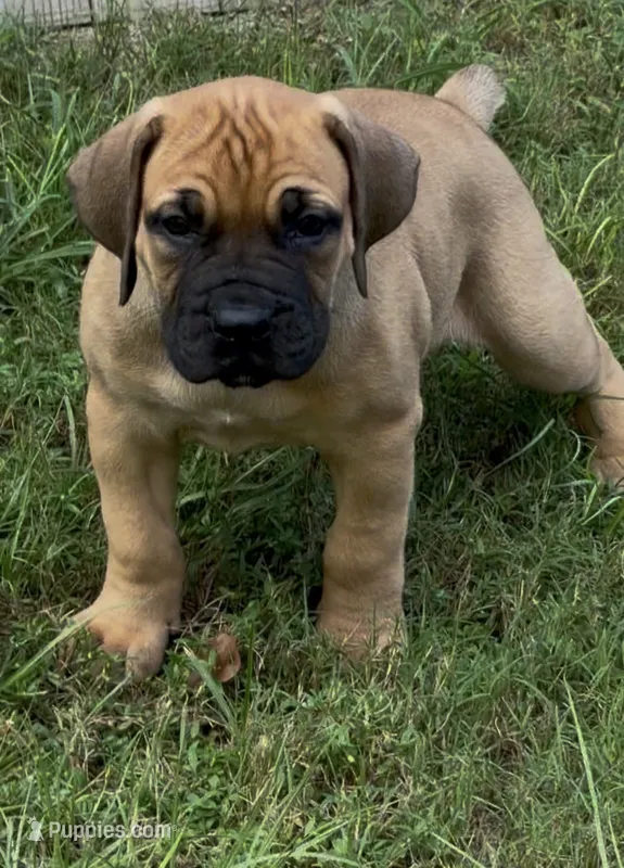 Diva – Boerboel puppy for sale in Broxton, GA