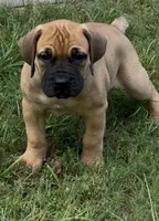 Diva, a female Boerboel for sale in Broxton, GA – 1 of 5
