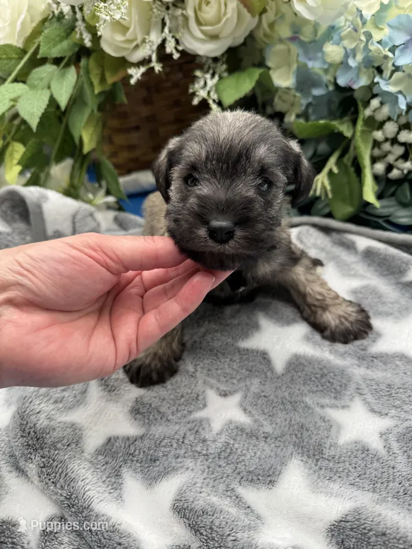 Lady, a female Miniature Schnauzer for sale in Broxton, GA – Photo 1 of 4