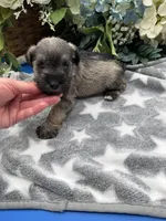 Lady, a female Miniature Schnauzer for sale in Broxton, GA – Photo 3 of 4
