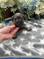 Lady, a female Miniature Schnauzer for sale in Broxton, GA – Photo 2 of 4