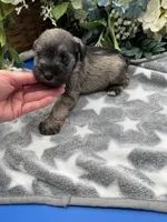 Lady, a female Miniature Schnauzer for sale in Broxton, GA – Photo 4 of 4