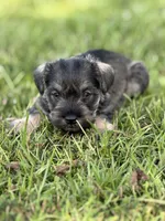 Brody, a male Miniature Schnauzer for sale in Broxton, GA – 3 of 5