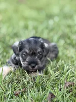Brody, a male Miniature Schnauzer for sale in Broxton, GA – 2 of 5