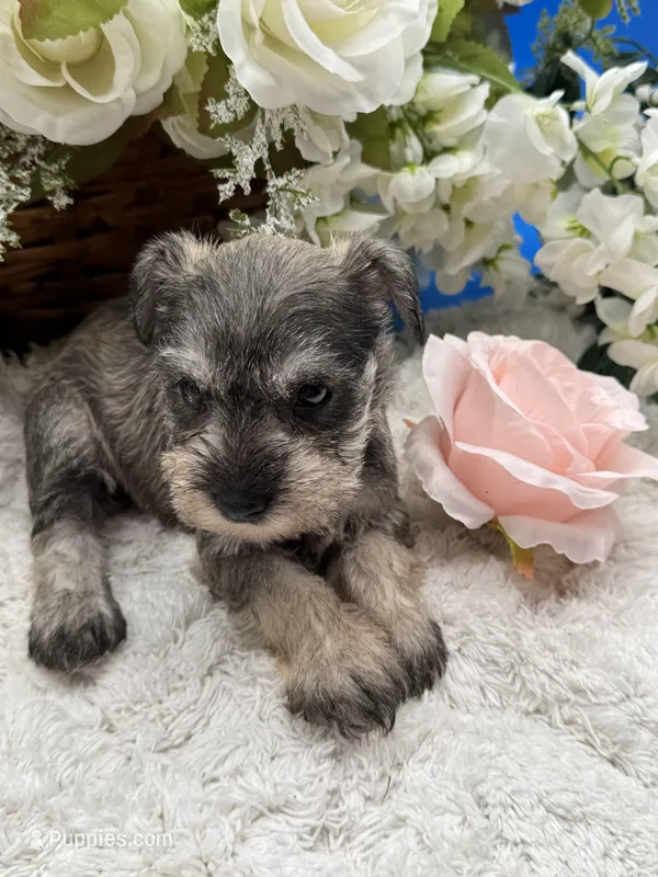 Miley – Miniature Schnauzer puppy for sale in Broxton, GA