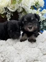 Stella, a female Miniature Schnauzer for sale in Broxton, GA – 2 of 4